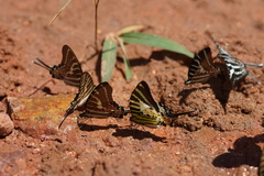 Graphium aristeus hermocrates