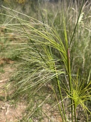 Austrostipa mollis