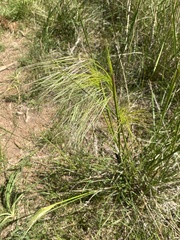 Austrostipa mollis