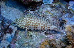 Epinephelus merra