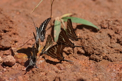 Graphium aristeus hermocrates