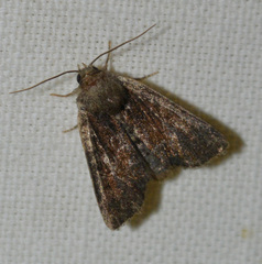 Oligia strigilis