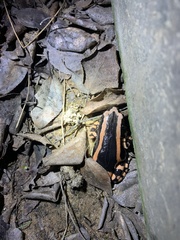 Phrynomantis bifasciatus