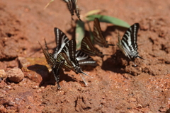 Graphium aristeus hermocrates