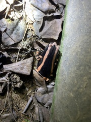 Phrynomantis bifasciatus