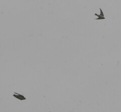 Petrochelidon nigricans