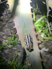 Hyperolius marmoratus