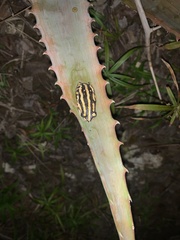 Hyperolius marmoratus