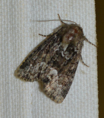 Oligia strigilis