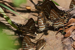 Graphium aristeus hermocrates