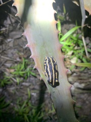 Hyperolius marmoratus