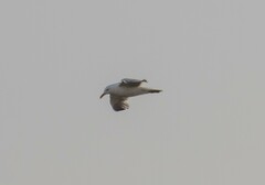 Larus fuscus