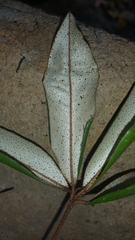 Croton antanosiensis image