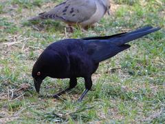 Molothrus oryzivorus