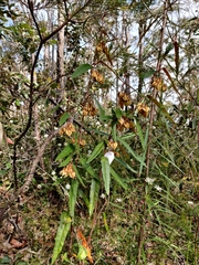 Lasiopetalum ferrugineum