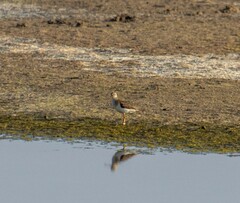 Xenus cinereus