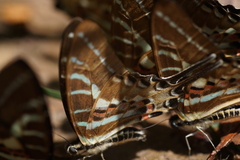 Graphium aristeus hermocrates