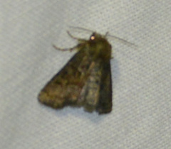 Oligia strigilis