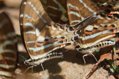 Graphium aristeus hermocrates