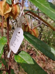 Lasiopetalum ferrugineum