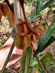 Lasiopetalum ferrugineum