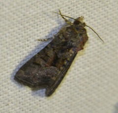 Oligia strigilis