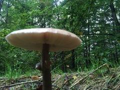 Macrolepiota mastoidea