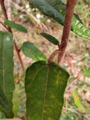 Lasiopetalum ferrugineum