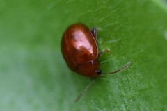 Sphaeroderma testaceum