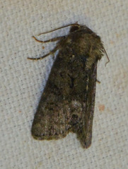 Oligia strigilis