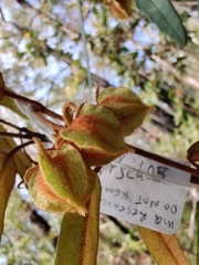 Lasiopetalum ferrugineum