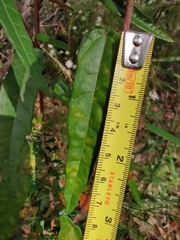 Lasiopetalum ferrugineum