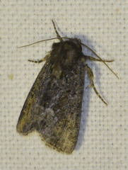 Oligia strigilis