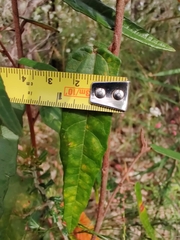 Lasiopetalum ferrugineum