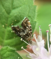 Prochoreutis