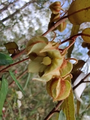 Lasiopetalum ferrugineum