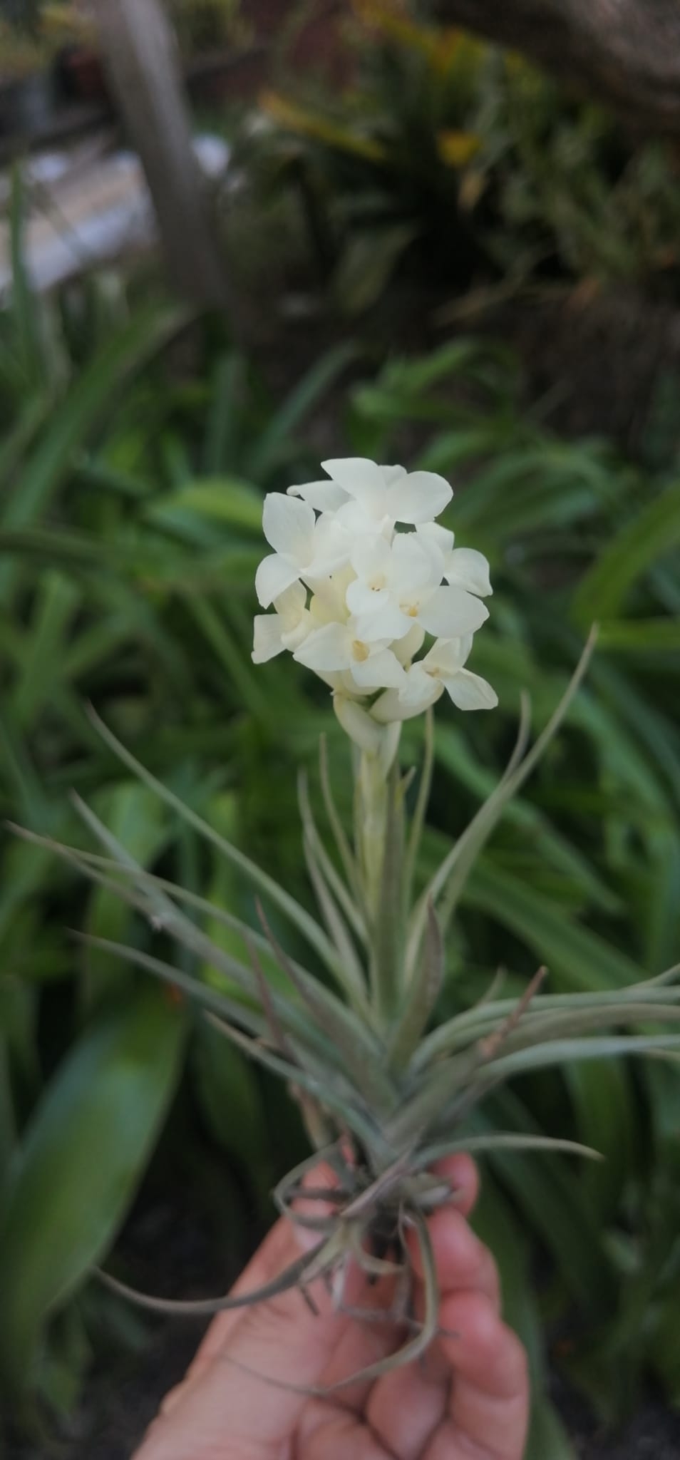 Variety Tillandsia aeranthos alba · iNaturalist