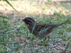 Zonotrichia capensis