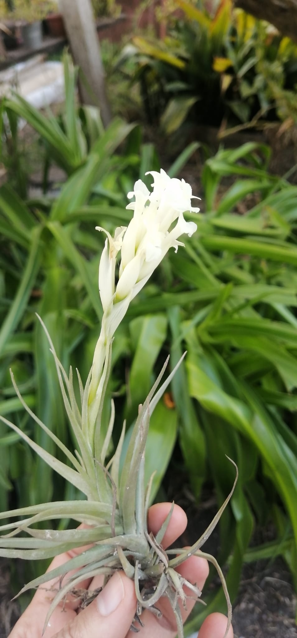 T.aeranthos v.alba × sprengeliana Tillandsia aeranthos - Wikipedia