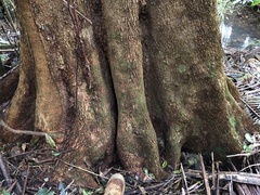 Dysoxylum mollissimum