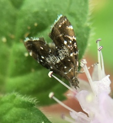 Prochoreutis