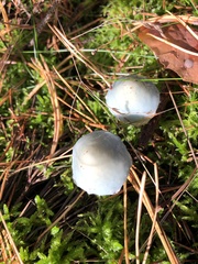 Stropharia aeruginosa