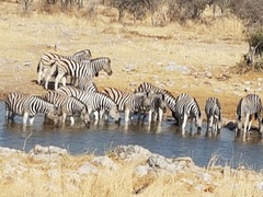 Equus quagga burchellii