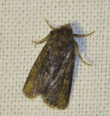 Oligia strigilis