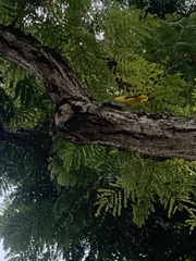 Oriolus chinensis
