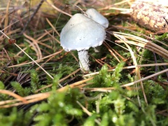 Stropharia aeruginosa