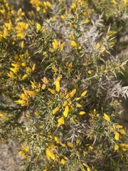 Ulex parviflorus