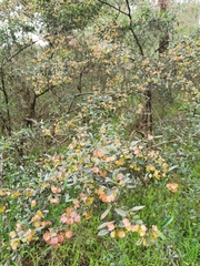 Dodonaea viscosa spatulata