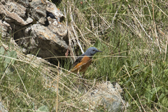 Monticola saxatilis