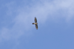 Gypaetus barbatus barbatus